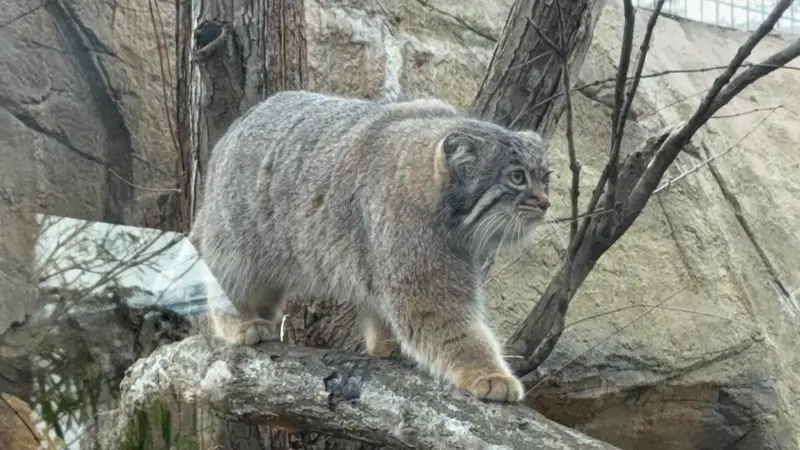 A photograph of Abrikos in Nasu Animal Kingdom