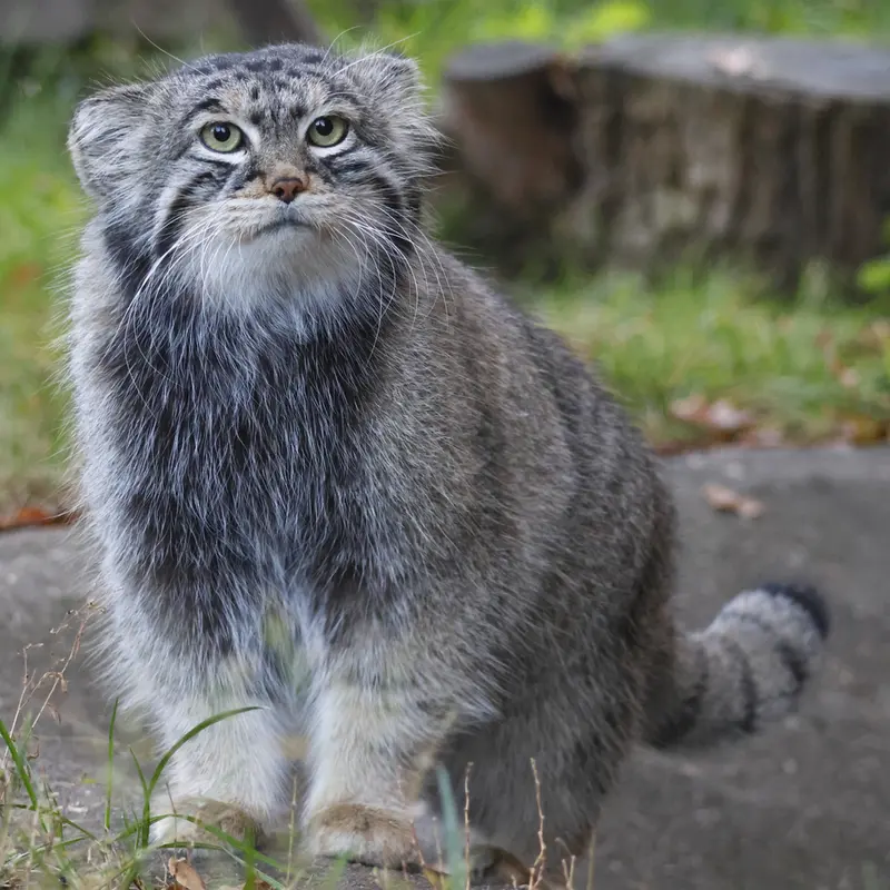 A photograph of Timofey in Moscow zoo