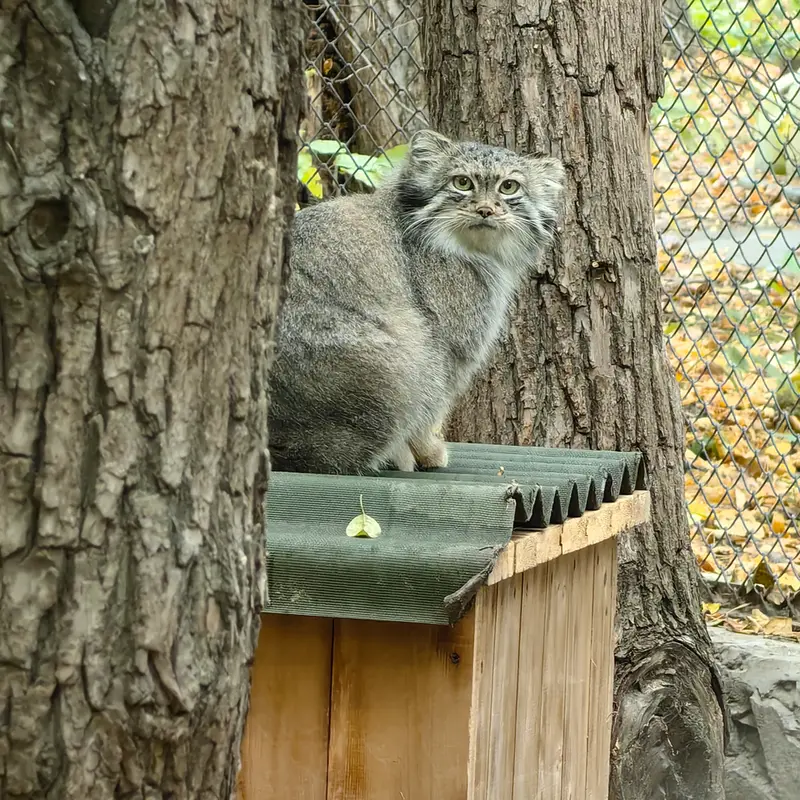 A photograph of Snezhana in Novosibirsk Zoo