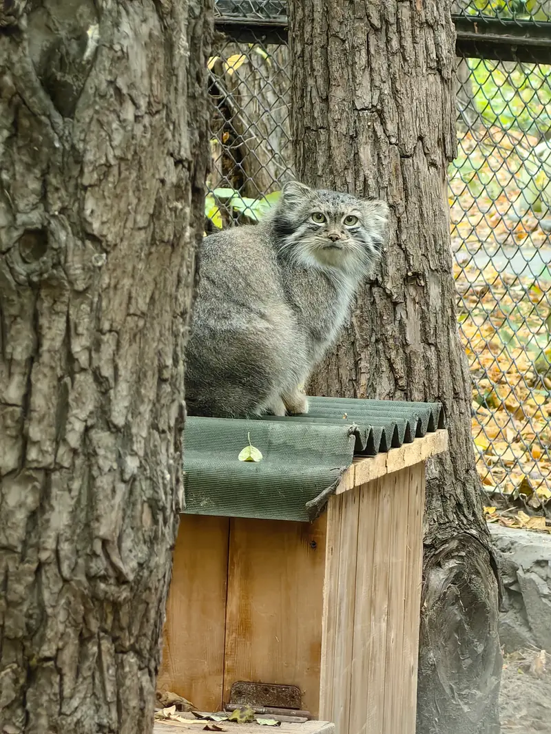 A photograph of Snezhana in Novosibirsk Zoo