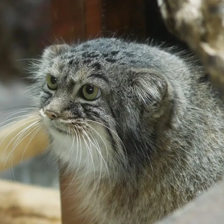 A photograph of Shafran in Ueno Zoological Gardens