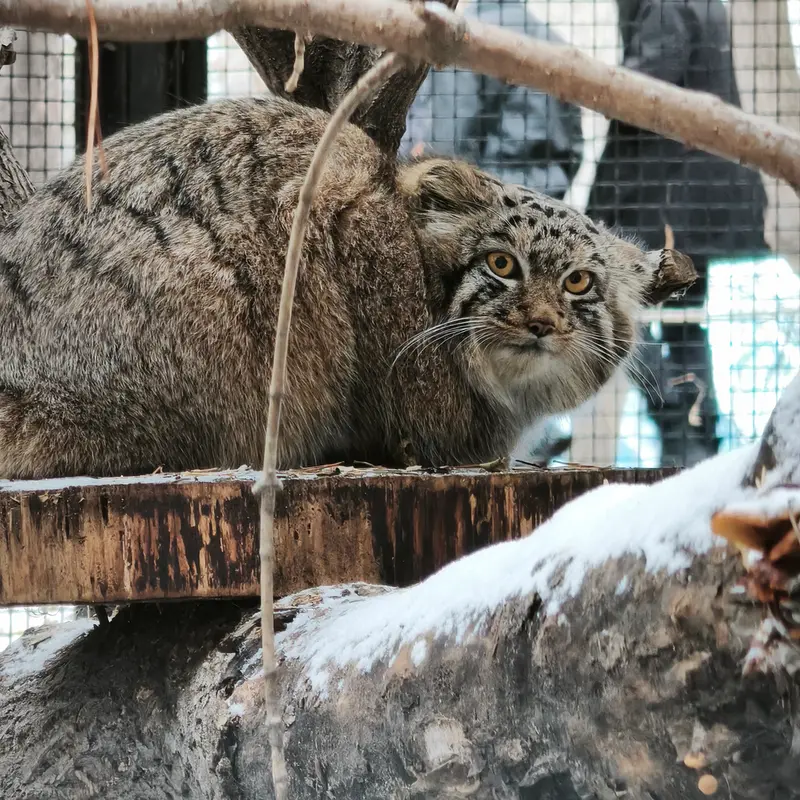 A photograph of Son of Snezhana b.2026 Ⅲ in Novosibirsk Zoo