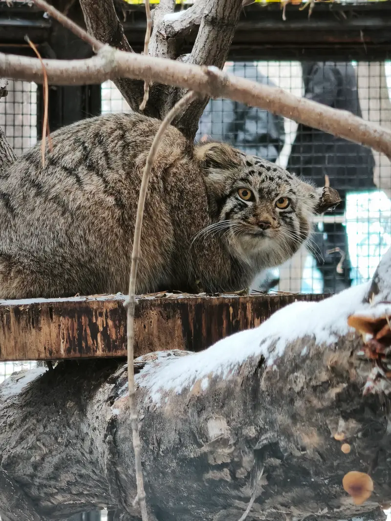 A photograph of Son of Snezhana b.2026 Ⅲ in Novosibirsk Zoo