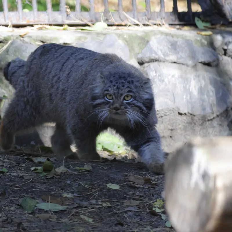 A photograph of Mensu in Novosibirsk Zoo