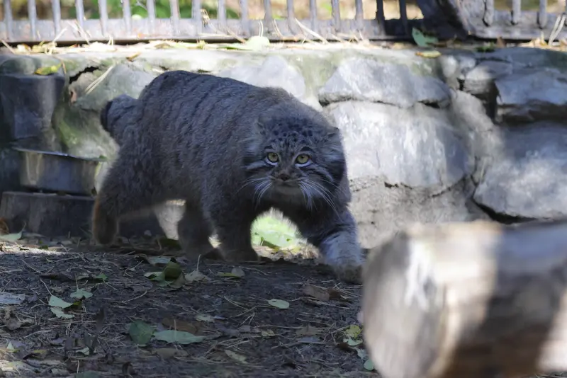 A photograph of Mensu in Novosibirsk Zoo