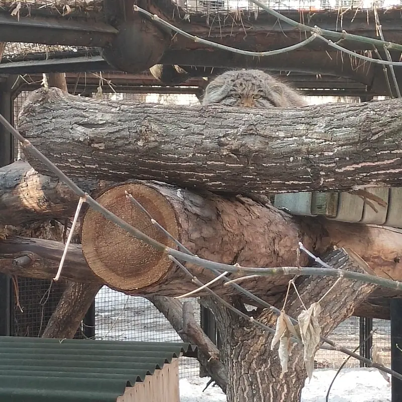A photograph of Grey in Novosibirsk Zoo