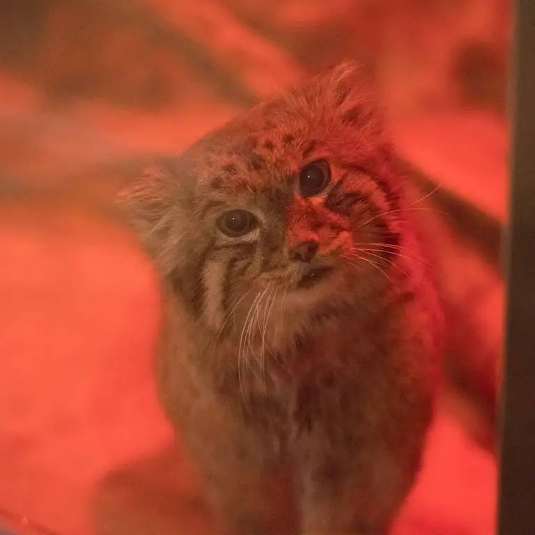 A photograph of Naim in Ueno Zoological Gardens