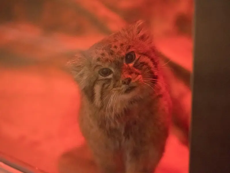 A photograph of Naim in Ueno Zoological Gardens