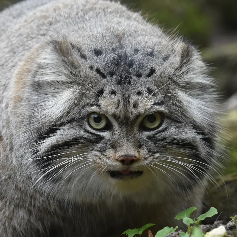 Norbu the Pallas's cat from Rotterdam Zoo