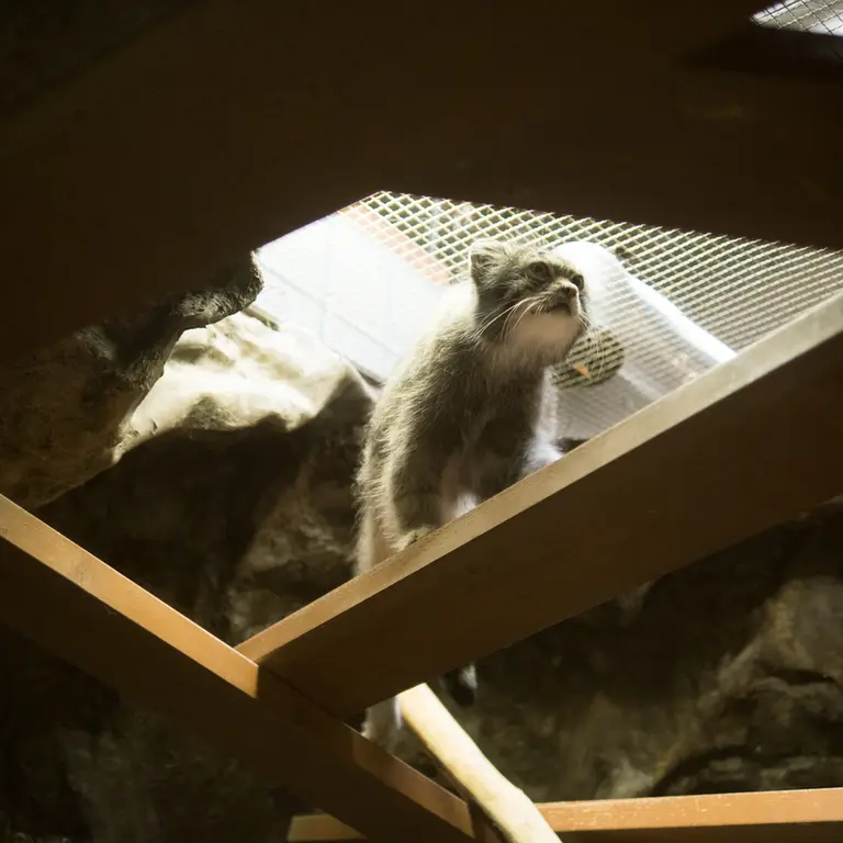 A photograph of Klyon in Ueno Zoological Gardens