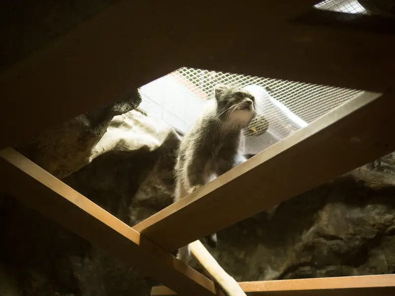 A photograph of Klyon in Ueno Zoological Gardens