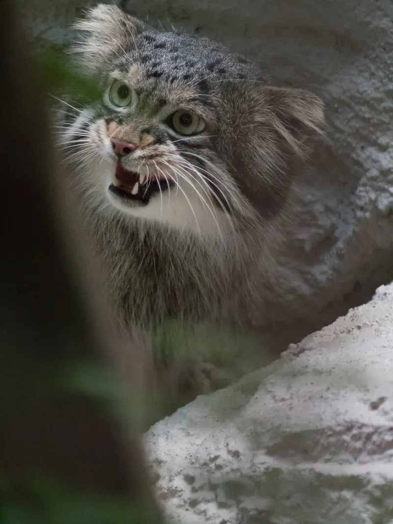 A photograph of Figa in Nogeyama Zoo
