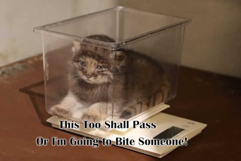 A photograph of a Pallas's cat