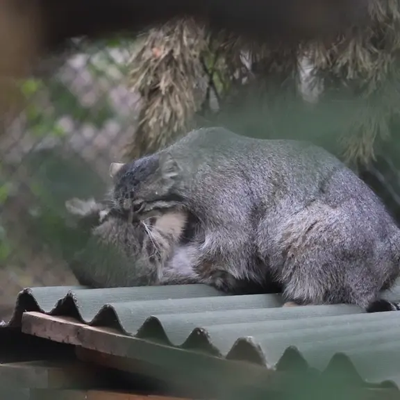 A photograph of a Pallas's cat in Novosibirsk Zoo