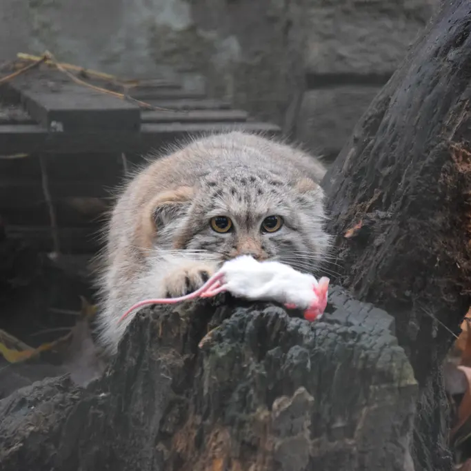 A photograph of Lucy in Budapest Zoo & Botanical Garden