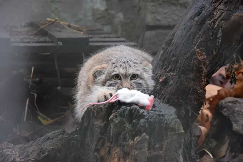 A photograph of Lucy in Budapest Zoo & Botanical Garden