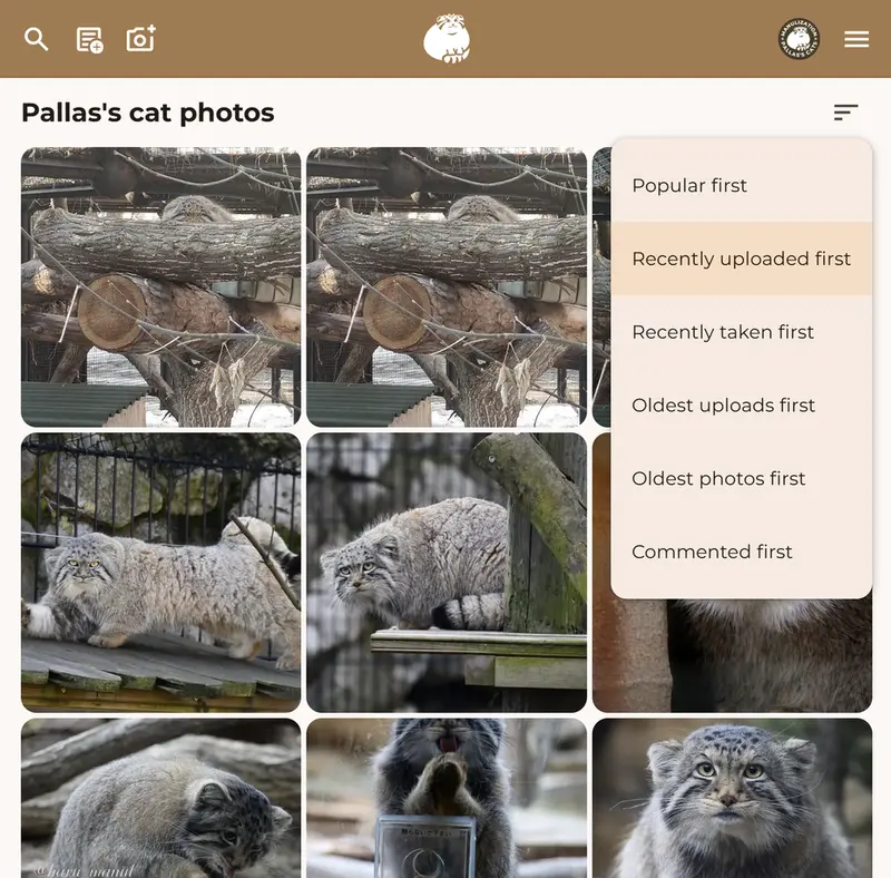 A photograph of a Pallas's cat
