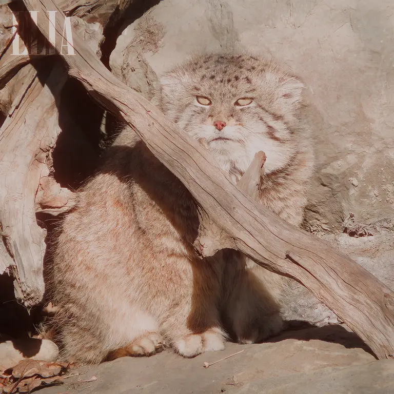 A photograph of Olaf in Calgary Zoo / Wilder Institute