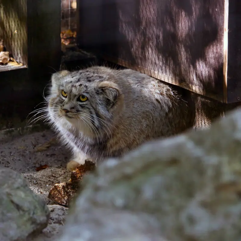 A photograph of Kitten of Alani b.2026 Ⅱ in Košice Zoo