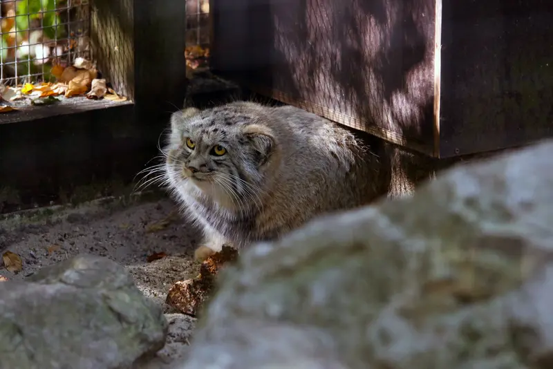 A photograph of Kitten of Alani b.2026 Ⅱ in Košice Zoo