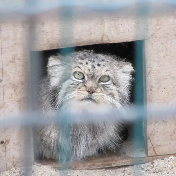 A photograph of Manuela in Magdeburg Zoo