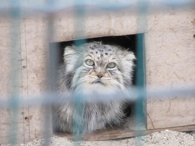 A photograph of Manuela in Magdeburg Zoo