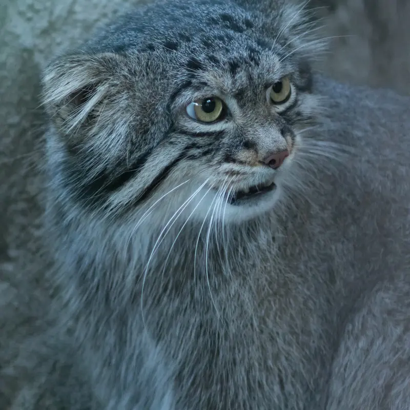 A photograph of Figa in Nogeyama Zoo