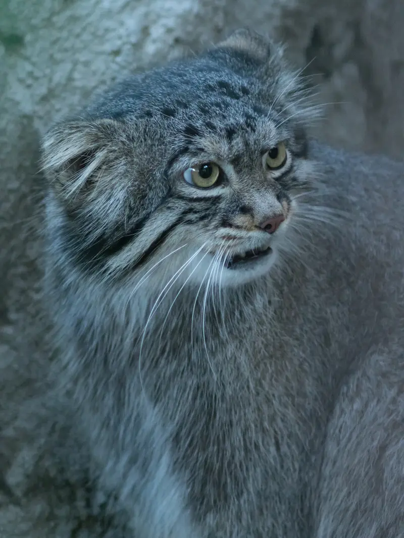 A photograph of Figa in Nogeyama Zoo