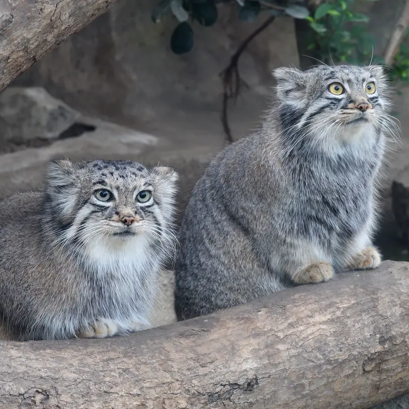 A photograph of Az in Kobe Animal Kingdom