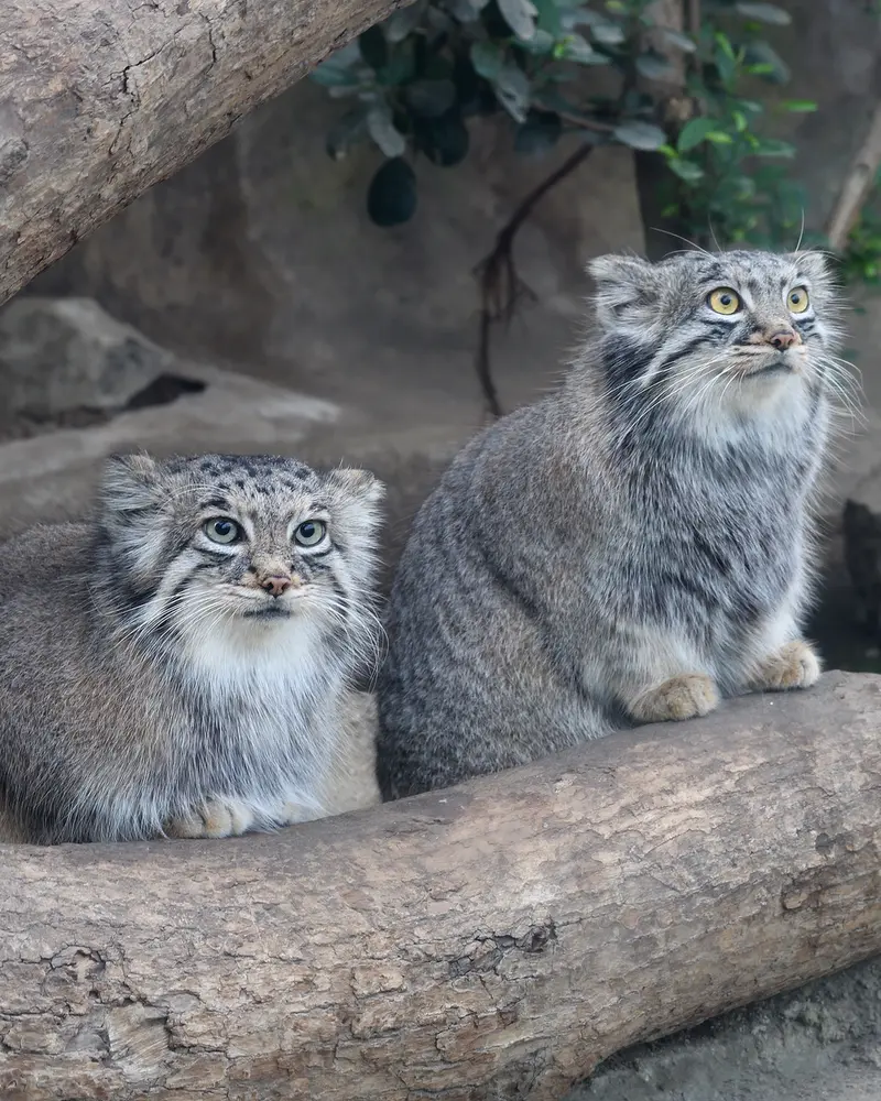 A photograph of Az in Kobe Animal Kingdom