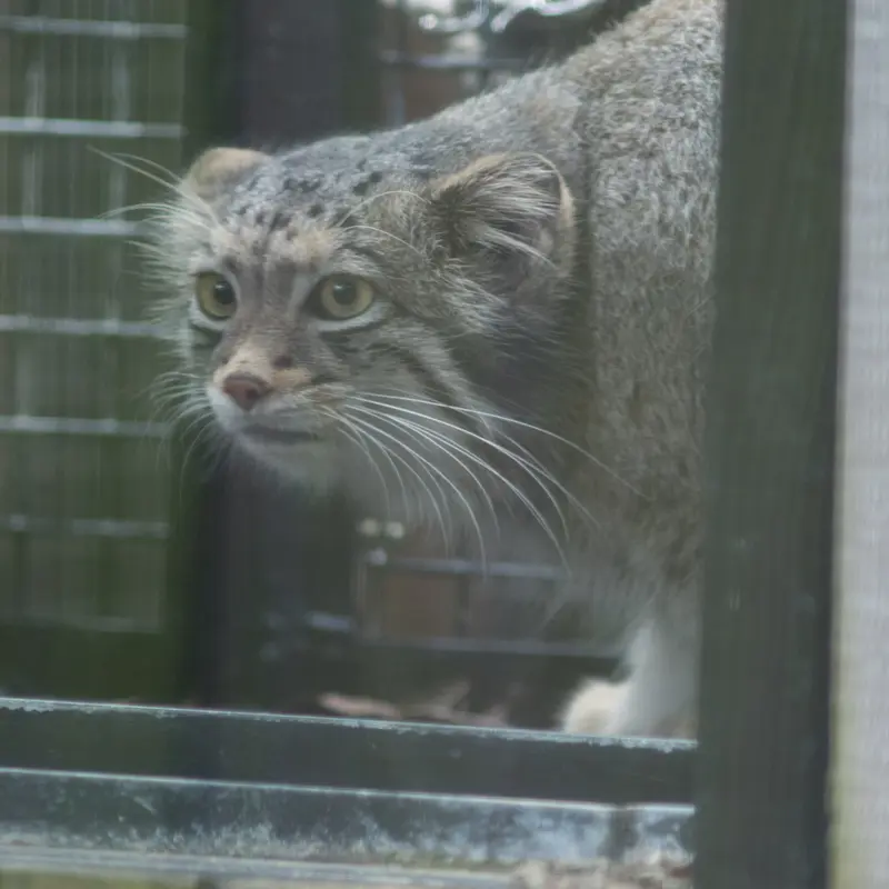 A photograph of Oto in Saitama Children's Zoo
