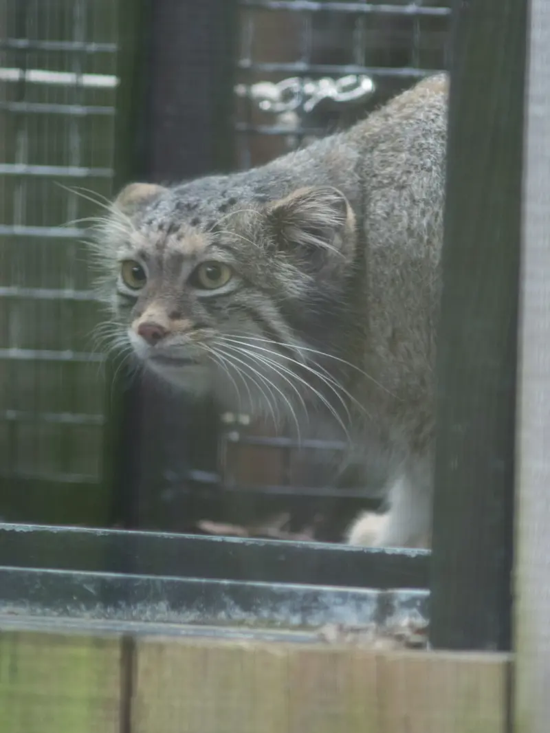 A photograph of Oto in Saitama Children's Zoo