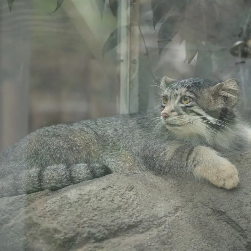A photograph of Oto in Kobe Animal Kingdom