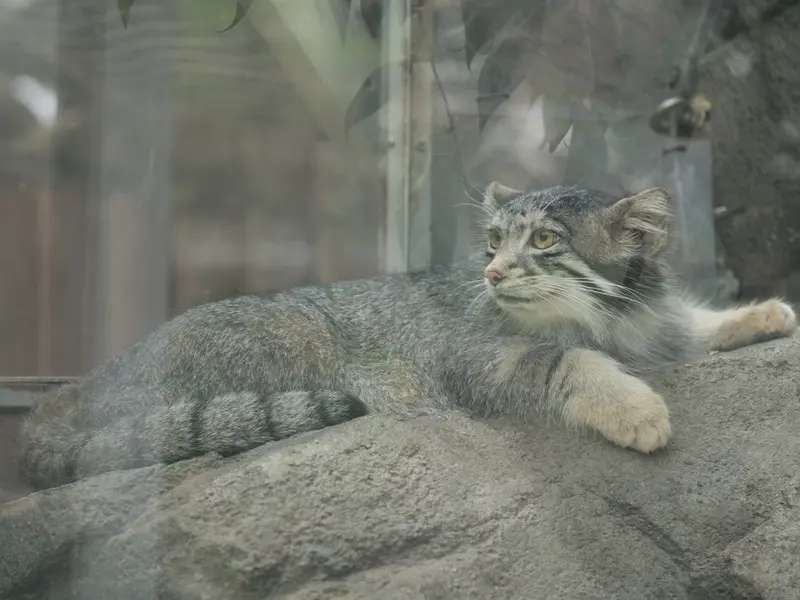 A photograph of Oto in Kobe Animal Kingdom