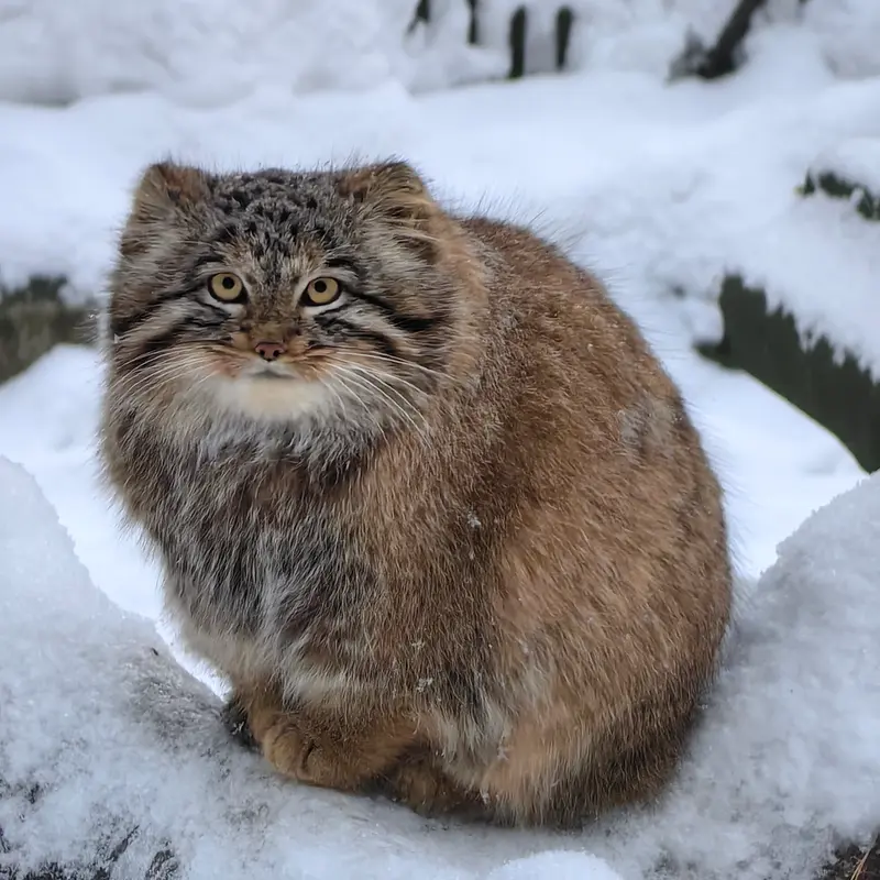 A photograph of Son of Snezhinka b.2025 Ⅲ in Novosibirsk Zoo
