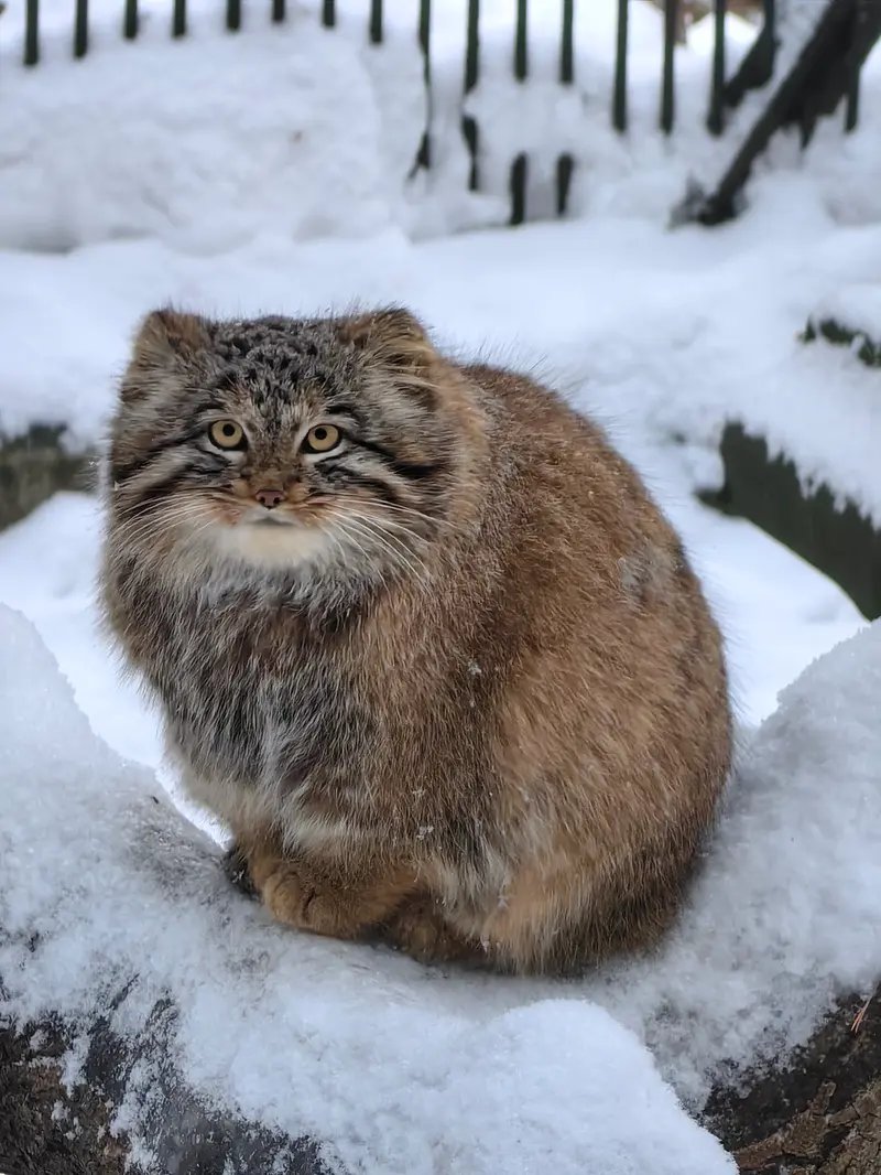 A photograph of Son of Snezhinka b.2025 Ⅲ in Novosibirsk Zoo