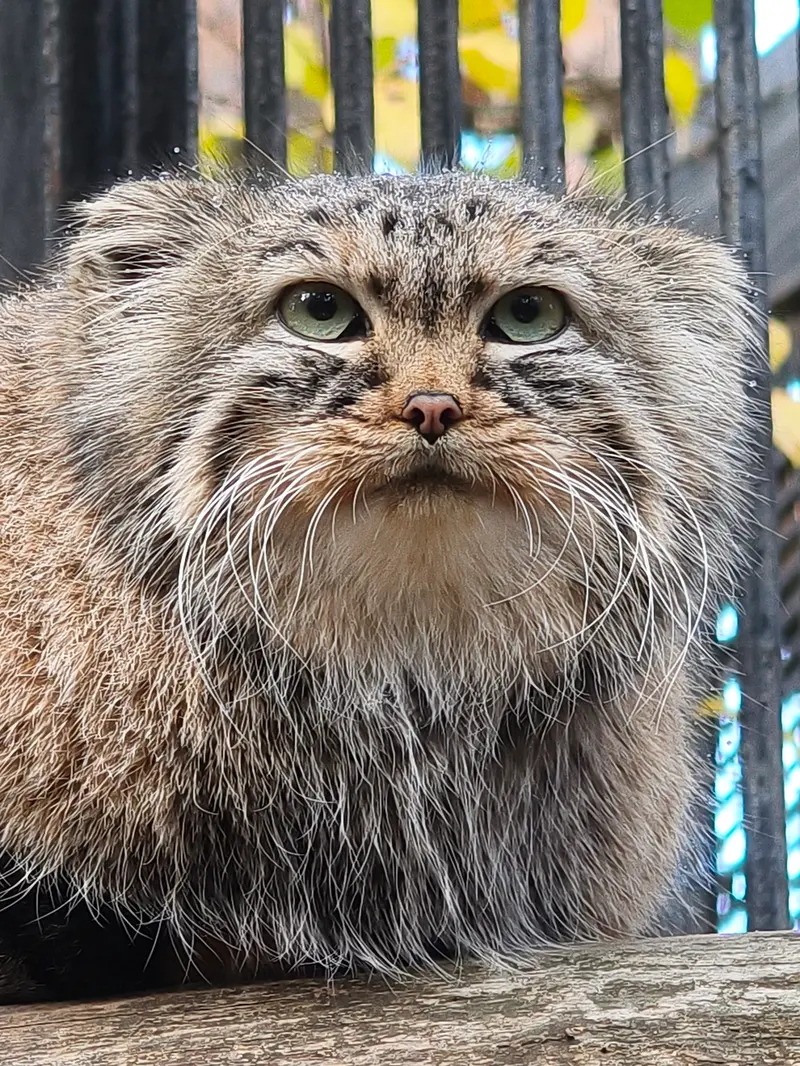 A photograph of Gabi in Novosibirsk Zoo