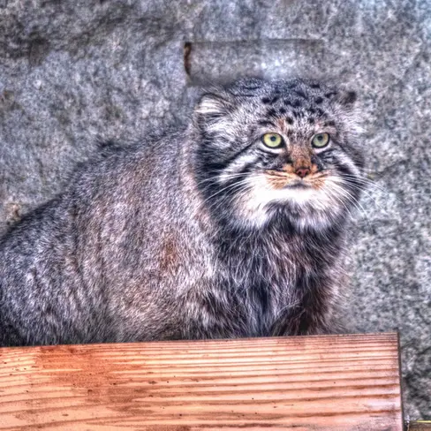 A photograph of Darlay in Moscow zoo