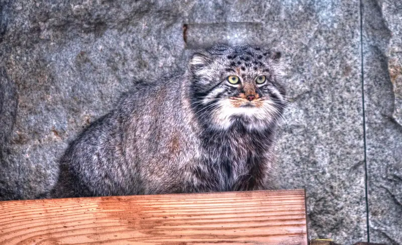A photograph of Darlay in Moscow zoo