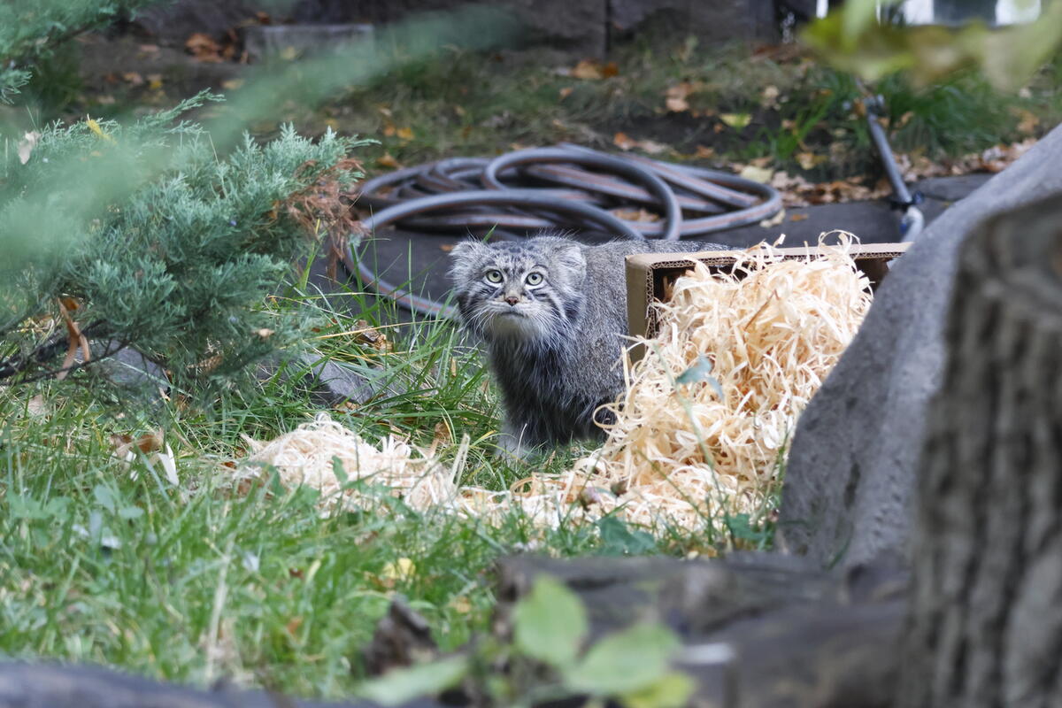File:map Windows 96 Icon A photograph of Timofey in Moscow zoo • Manulization - Pallas’s Cats