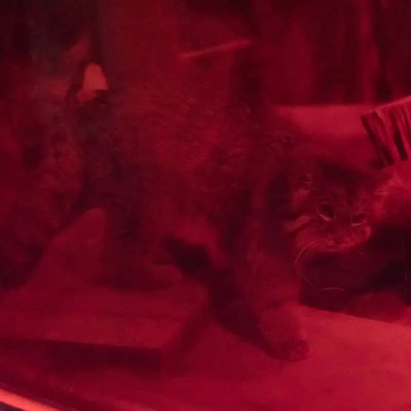 A photograph of Naim in Ueno Zoological Gardens