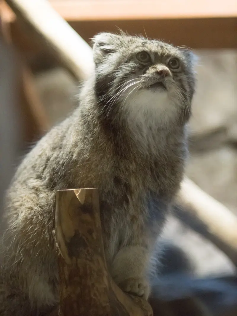 A photograph of Klyon in Ueno Zoological Gardens
