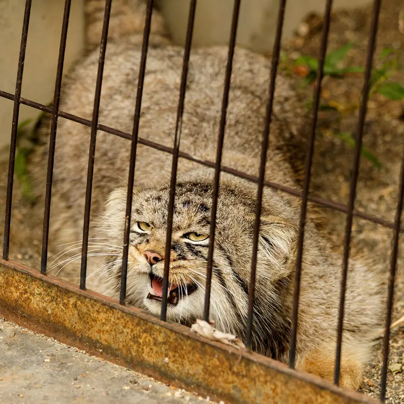 A photograph of Hide in Asahiyama Zoo