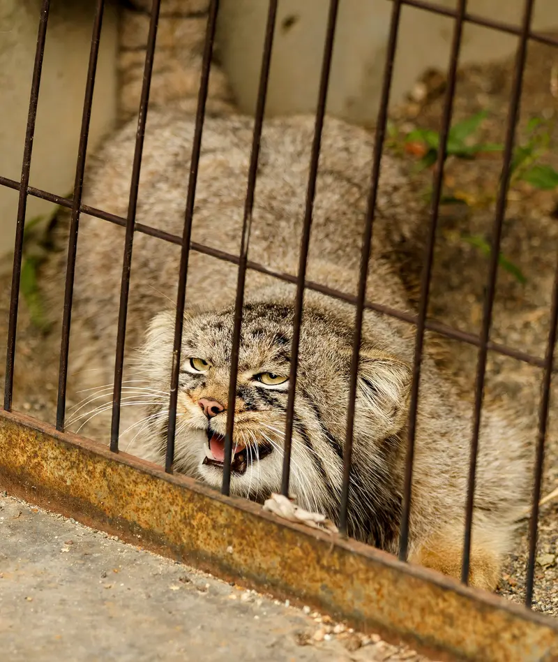 A photograph of Hide in Asahiyama Zoo