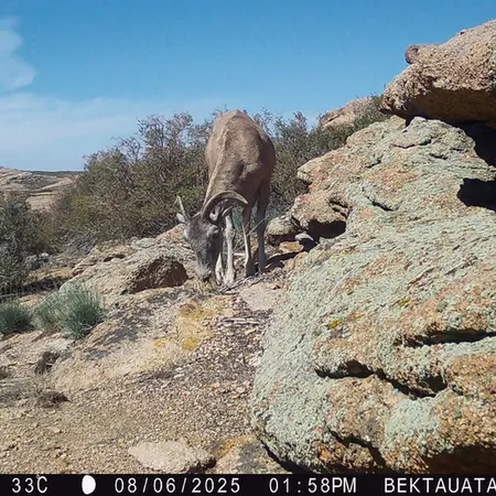 A photograph of Argali from Bektauata 2 camera trap