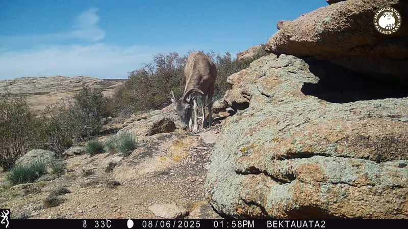 A photograph of Argali from Bektauata 2 camera trap