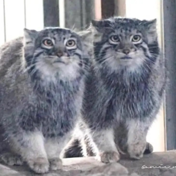 A photograph of a Pallas's cat