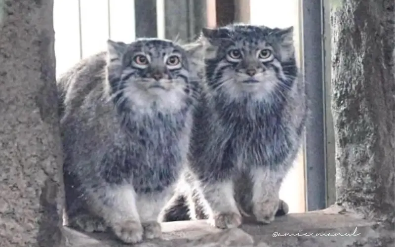 A photograph of a Pallas's cat