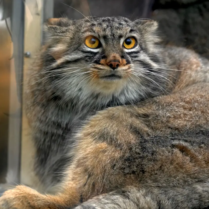 A photograph of Mei in Kobe Animal Kingdom