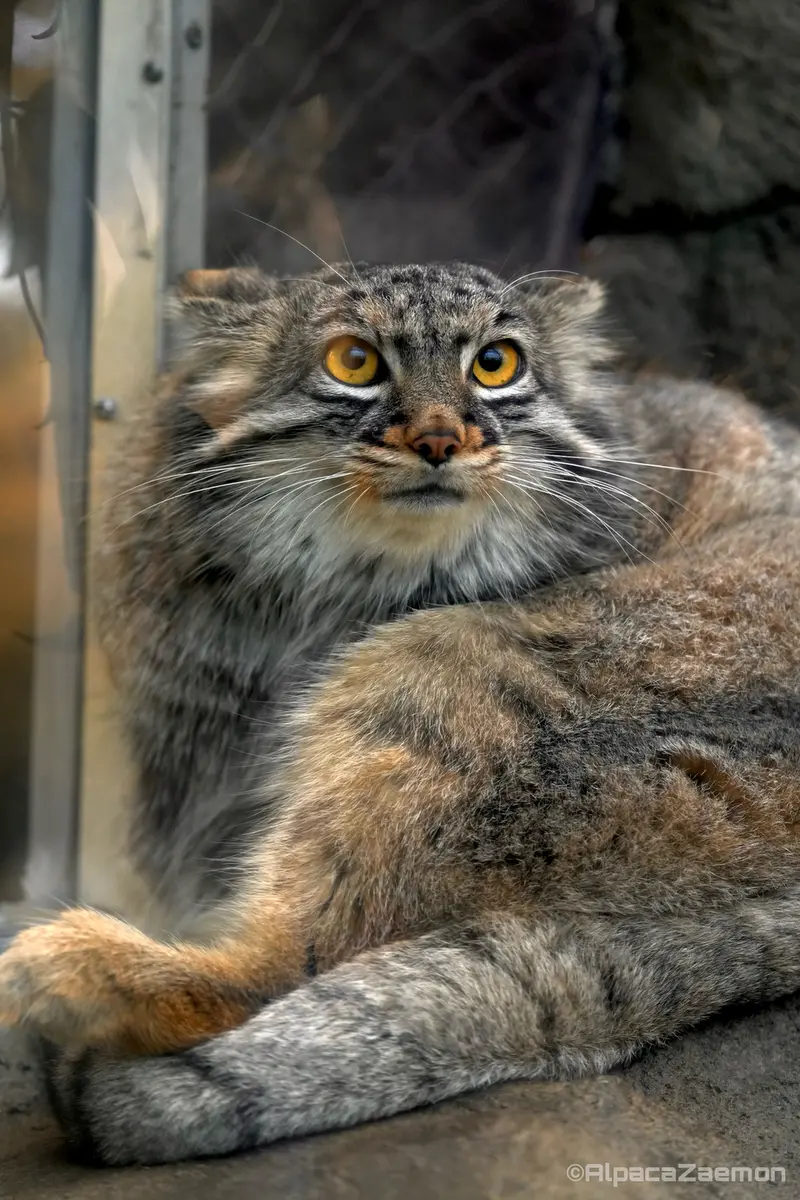 A photograph of Mei in Kobe Animal Kingdom